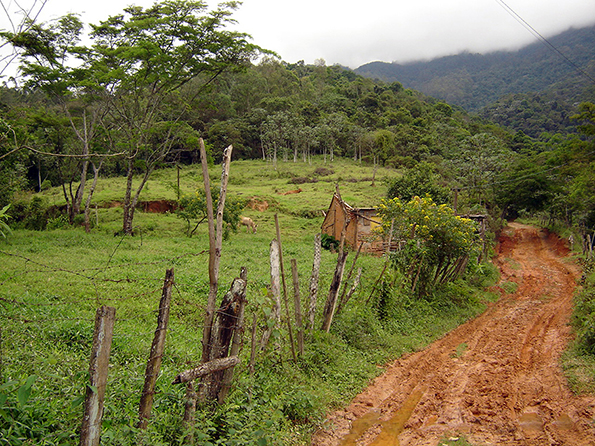 Área antes do plantio. Foto de 2005. Área antes do plantio. Foto de 2005.
