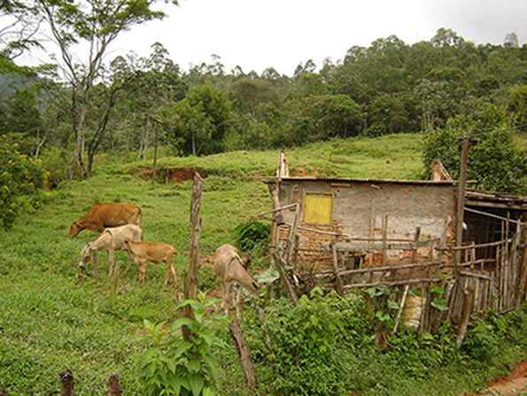 Área antes do plantio. Foto de 2005. Área antes do plantio. Foto de 2005.