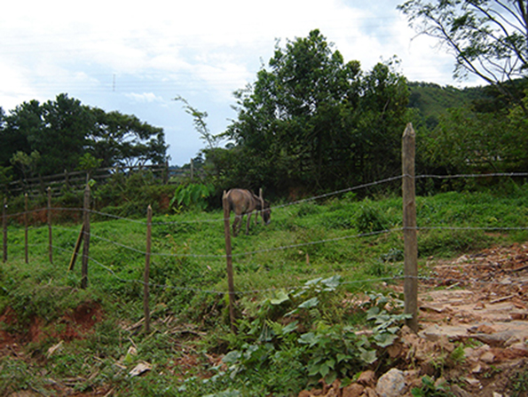 Área antes do plantio. Foto de 2005. Área antes do plantio. Foto de 2005.