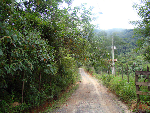 Área após o plantio. Foto de 2011. Área após o plantio. Foto de 2011.