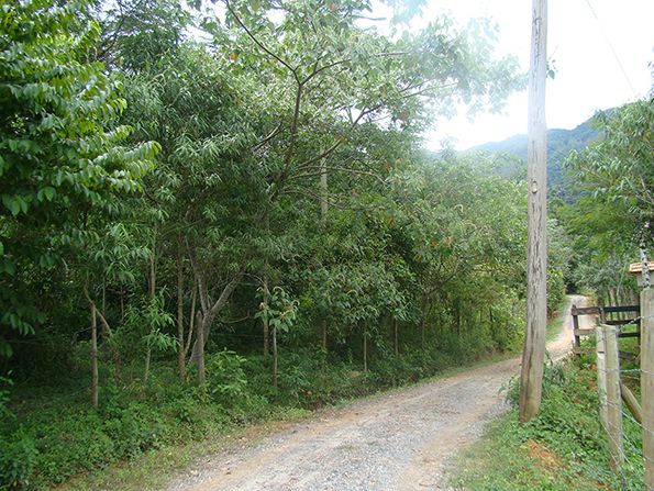 Área após o plantio. Foto de 2011. Área após o plantio. Foto de 2011.