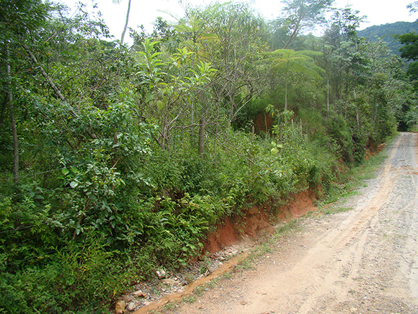 Área após o plantio. Foto de 2011. Área após o plantio. Foto de 2011.