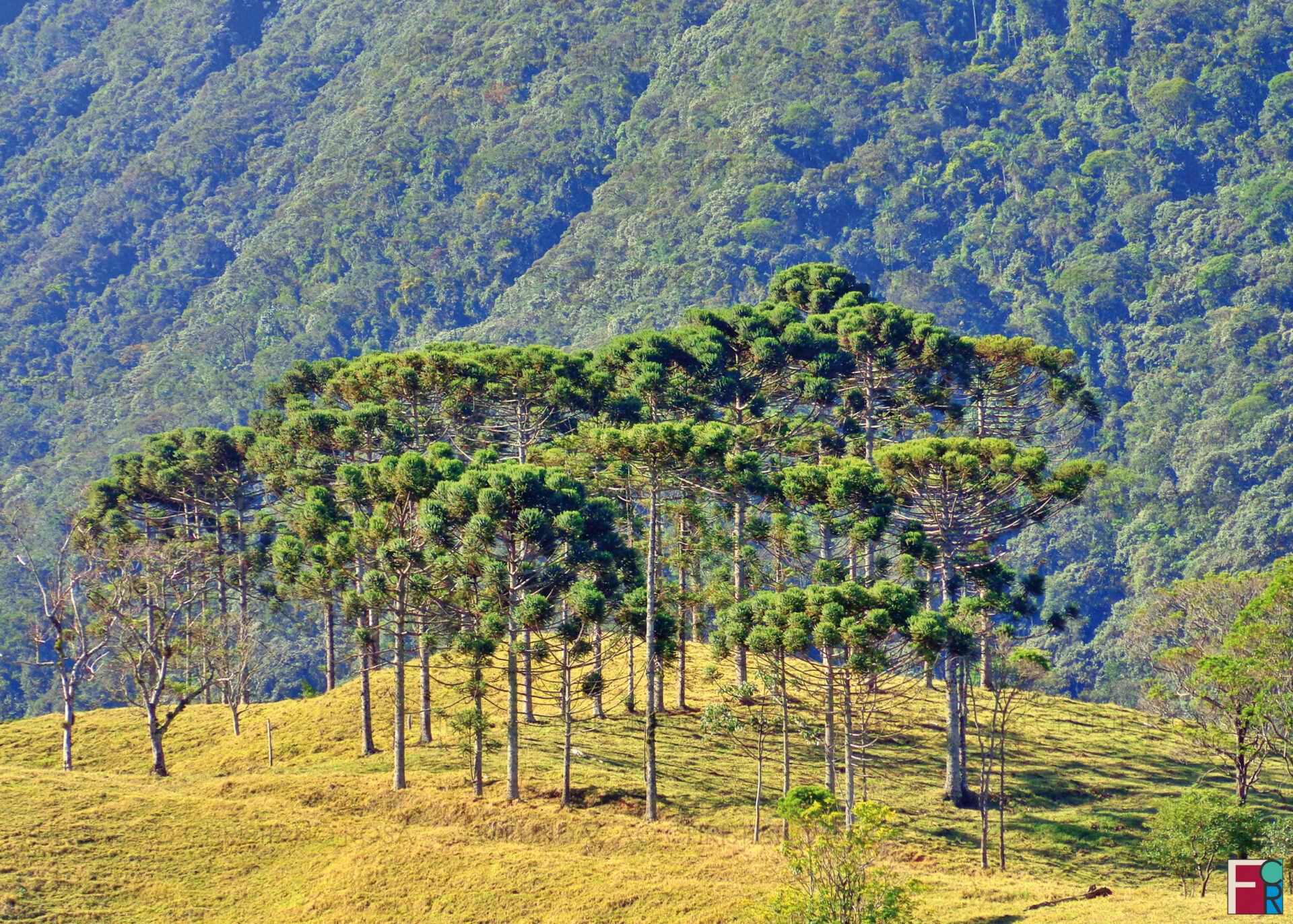 Piquete, paraíso para observadores de pássaros