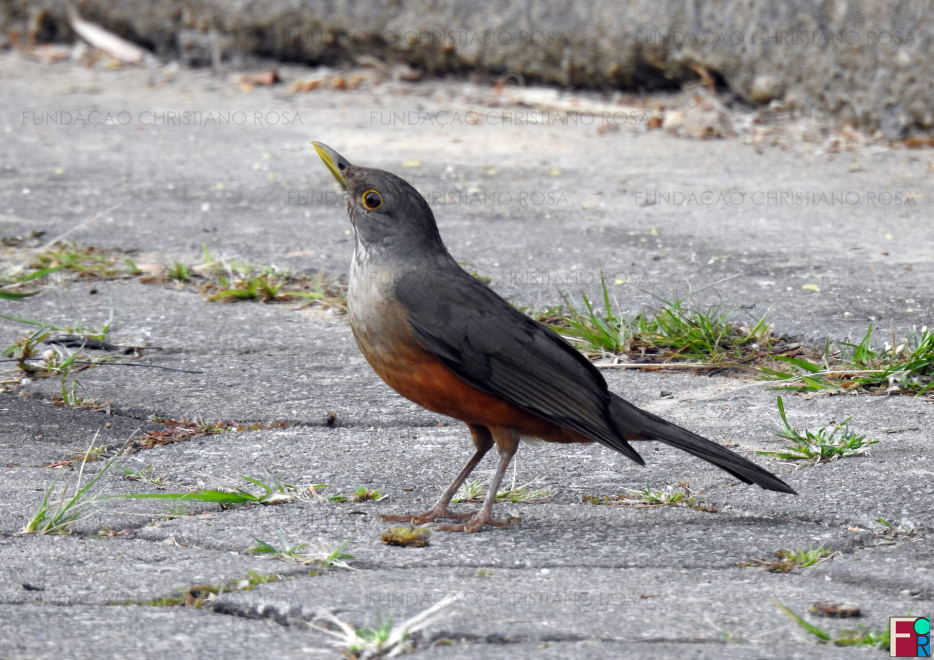 Sabiá-laranjeira (Turdus rufiventris), ave símbolo da nação brasileira.