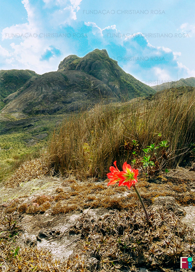 Exemplar da flora presente na trilha que leva ao Pico dos Marins. Fotografia tirada por ocasião do projeto "Conscientização e Percepção Ambiental da Bacia Hidrográfica do ribeirão Passa Quatro ao Paraíba do Sul", executado pela Fundação Christiano Rosa entre os anos de 2003 e 2004.