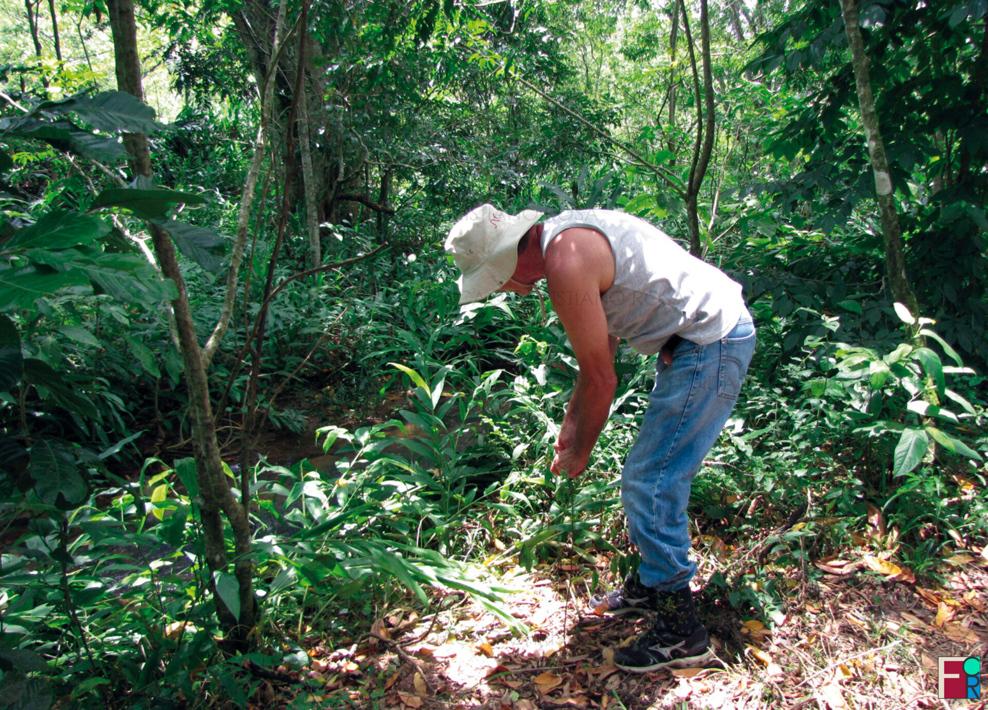 Plantio de mudas para recomposição de mata ciliar do Ribeirão Limeira em terras da FPV.