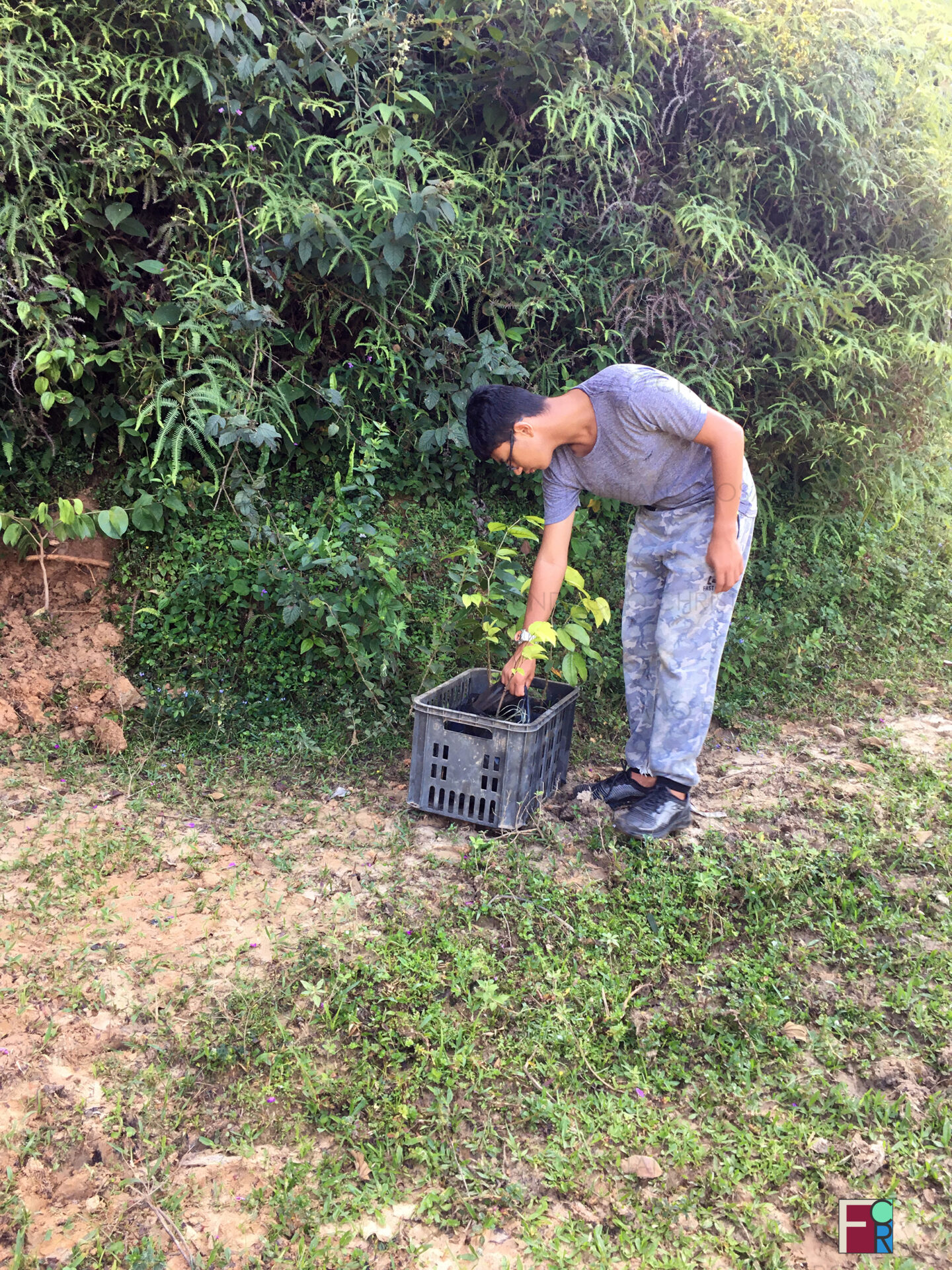 Plantio de mudas da espécie "Jatobá" em encostas, campos e em trechos do Ribeirão Benfica, em Piquete,SP.