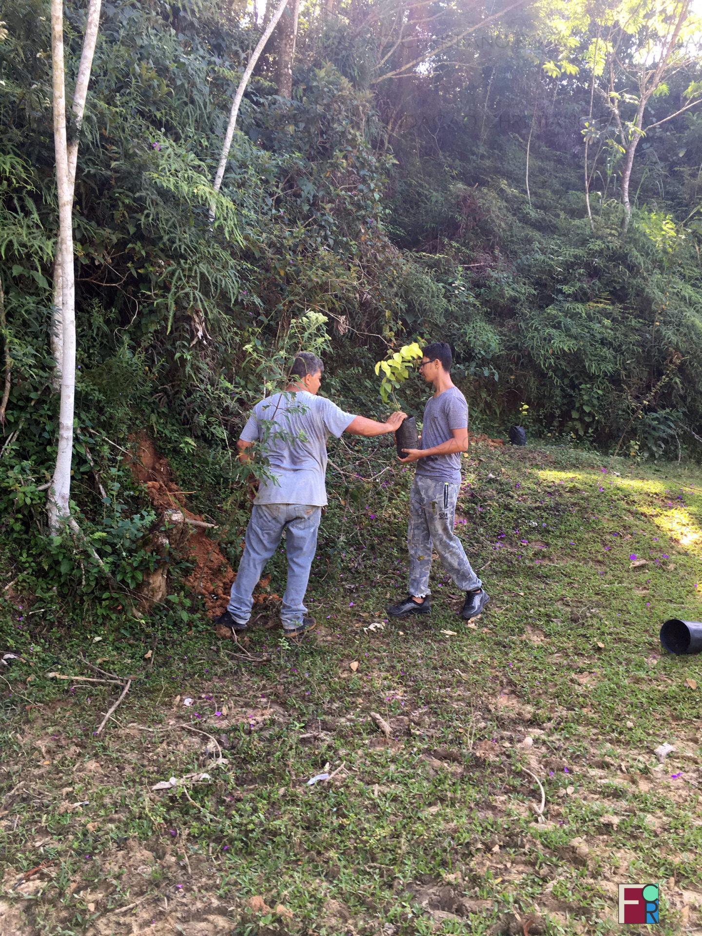 Plantio de mudas da espécie "Jatobá" em encostas, campos e em trechos do Ribeirão Benfica, em Piquete,SP.