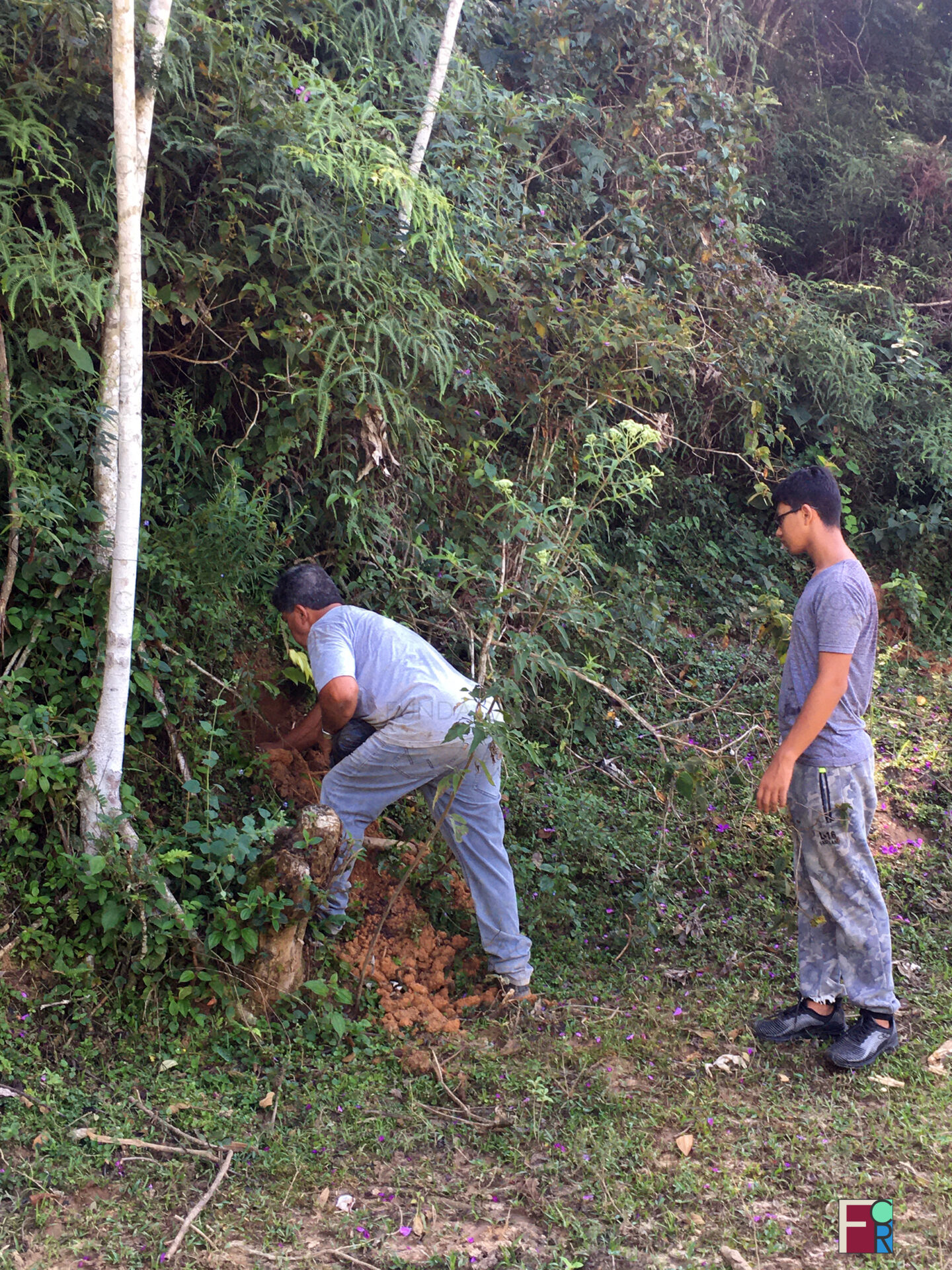 Plantio de mudas da espécie "Jatobá" em encostas, campos e em trechos do Ribeirão Benfica, em Piquete,SP.
