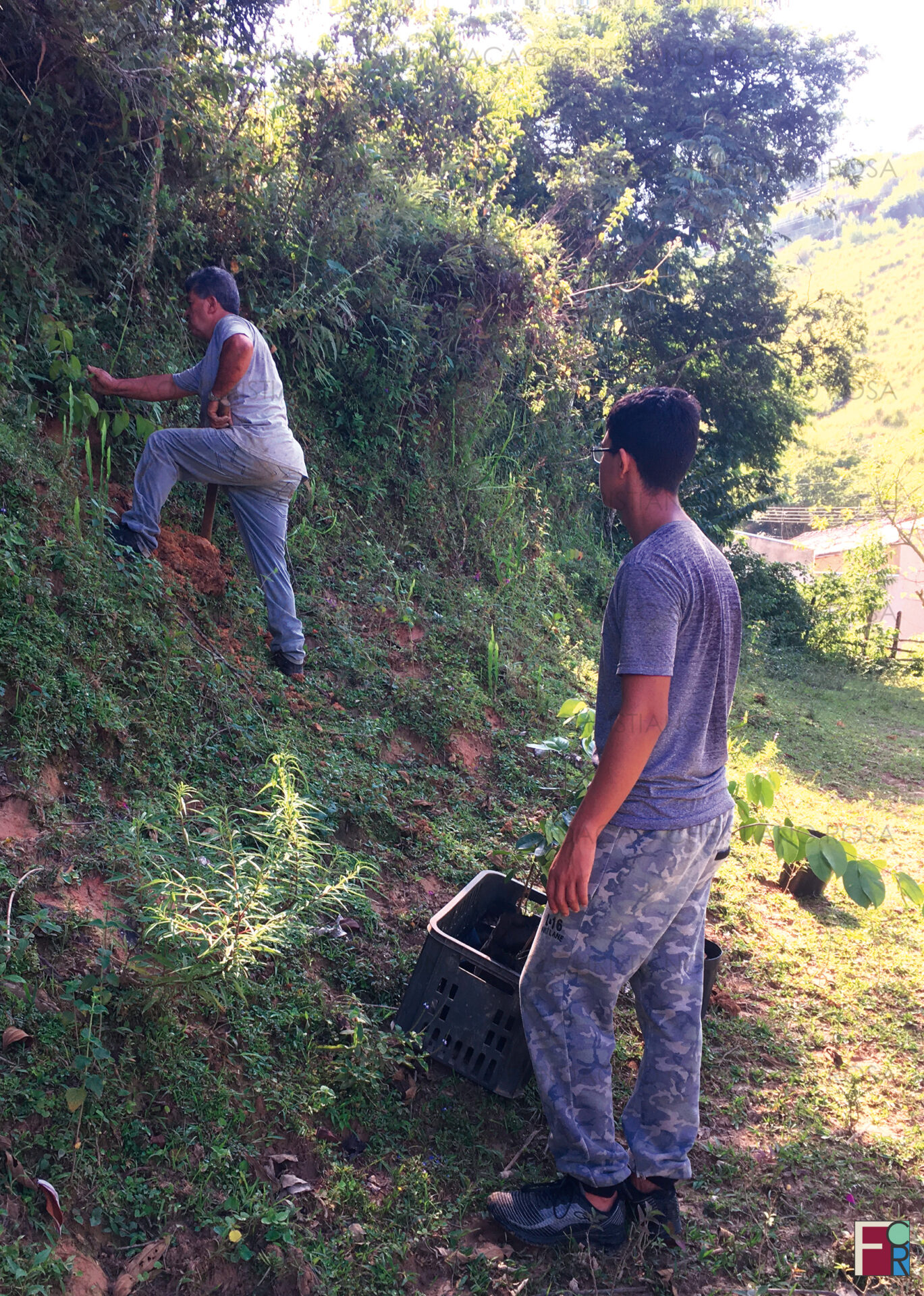 Plantio de mudas da espécie "Jatobá" em encostas, campos e em trechos do Ribeirão Benfica, em Piquete,SP.